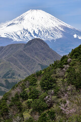 新緑の箱根・明神ヶ岳と富士山