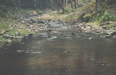 creek water stream flowing in forest