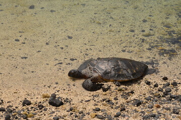 Obraz premium ホヌ