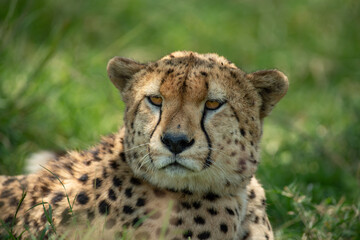 Portrait of a wild cheetah. Close-up.