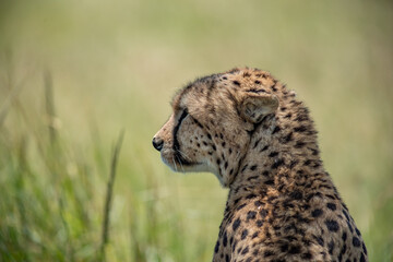 Portrait of a wild cheetah. Close-up.