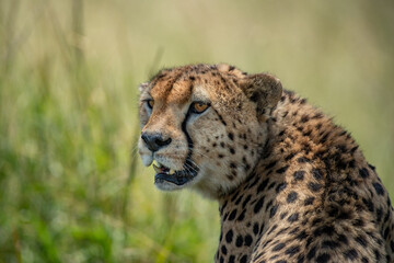 Obraz na płótnie Canvas Portrait of a wild cheetah. Close-up.