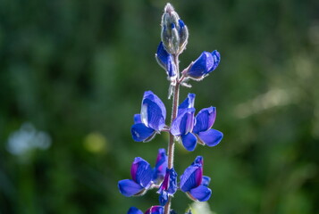Fototapeta na wymiar Beautiful blue lupine flowers grow (Lupinus polyphyllus) on meadow