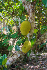 Raw big green jackfruit on tree. Tropical fruit, Thailand