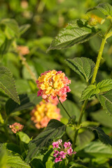 Lantana Camara