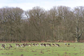 Wild im Wildpark Dülmen