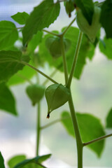 young plant physalis with fruits