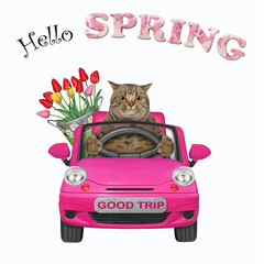 A beige cat with a pail of flowers is driving a pink car. Hello spring. White background. Isolated.