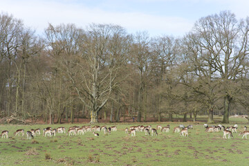 Wild im Wildpark Dülmen