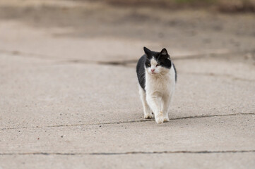 Eine Katze läuft die Straße entlang