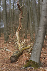 Wildpark Dülmen