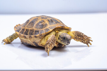 Small domestic turtle close-up on a white background.