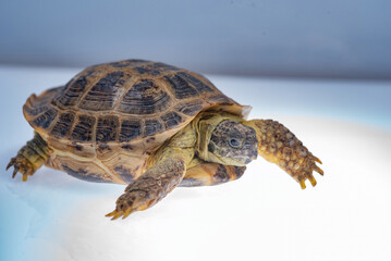 Small domestic turtle close-up on a white background.
