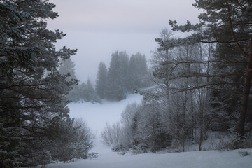 winter coniferous forest in the fog