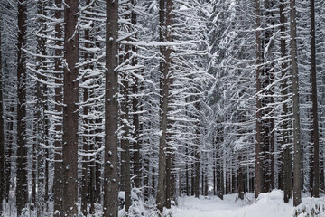 trunks of fir trees covered with snow closeup
