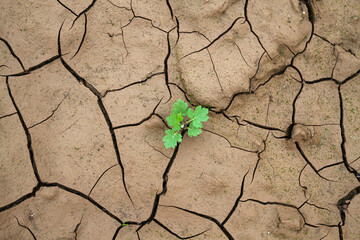 wavy sandy and one little green plant texture closeup