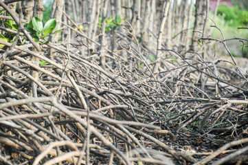 mangrove roots