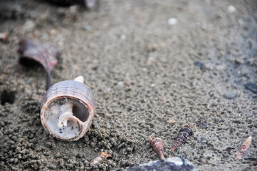 shell on the beach