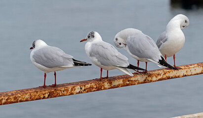 Obraz premium Marine gulls on rest