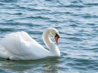 Fototapeta na wymiar Graceful white swan (Cygnus olor) swimming on a lake or sea