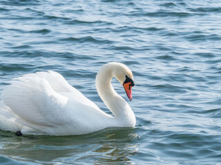 Graceful white swan (Cygnus olor) swimming on a lake or sea