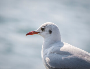 Close up with a seagull. Portrait of a seagull bird on blurred background.