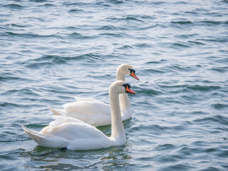 Two graceful white swans (Cygnus olor) swimming on a lake or sea