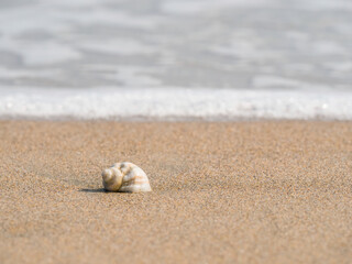 Fototapeta na wymiar Small seashell on the beach in the sand with the water of the sea in the background.