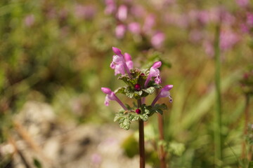 ホトケノザ　春の花　野草　マクロ