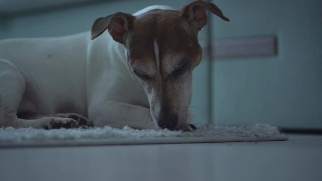 Domestics pet dog jack russell terrier lying on floor and licks and bites paw.