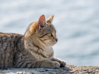 Homeless stray cat .Grey street cat resting on the ground.