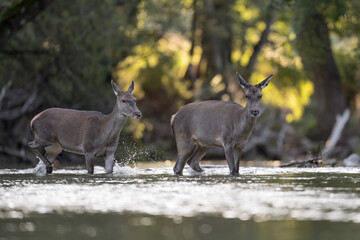Naklejka na ściany i meble Two deer females cross the river at dawn (Cervus elaphus)