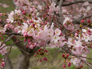 Fototapeta na wymiar 柏原の山に咲くピンク色の桜