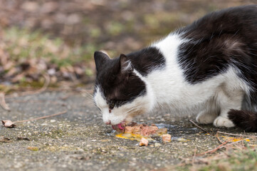 Eine Katze frisst ihr Katzenfutter mit rohem Ei