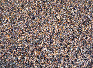 Various broken seashells fragments on the sandy beach. Background texture with small fragments of seashells
