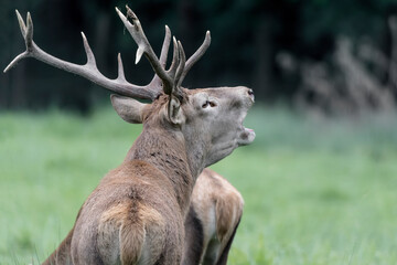 Red deer male call females in rutting season (Cervus elaphus)