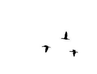 Silhouettes of three migrating birds, duck or goose, flying on white background. Black and white photography.