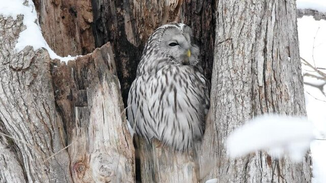 真冬の北海道の森、大木のウロで休むフクロウ