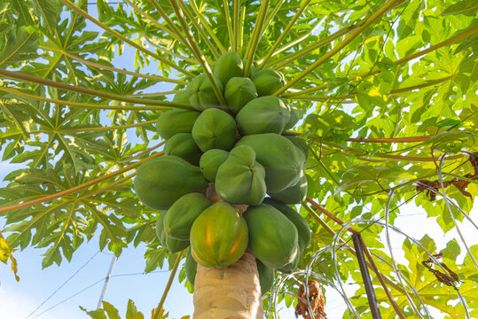 Fresh papaya fruits attached to papaya tree