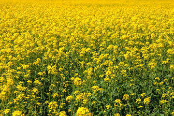 Field of flowering yellow mustard (Brassica). Background of yellow flowers. Beautiful landscape. Bay area, California.