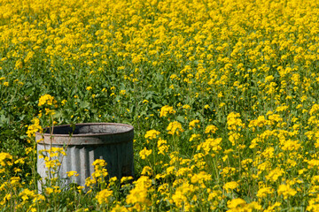 Old rusty barrel in the wild field of flowering mustard (Brassica). A man made object in the wild...