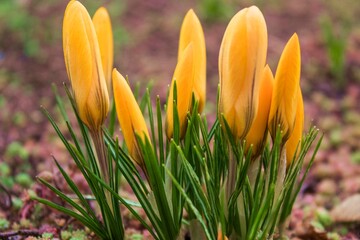 Fototapeta premium Yellow crocuses in spring close-up, macro