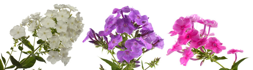 Phlox flowers isolated on white