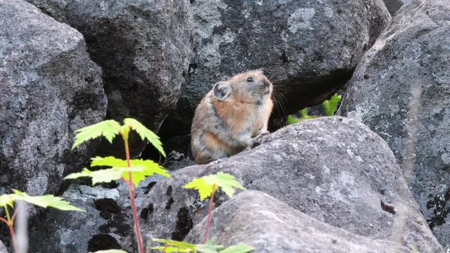 初夏の北海道の森の岩場、日光浴をするナキウサギ