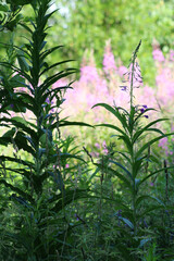Green grass and trees in nature in summer