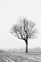 Lonely tree with light snowing and hard wind at Pitkäjärvi, Somero, Finland. 