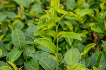 Green tea bud and fresh leaves