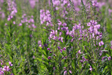 Green grass and trees in nature in summer