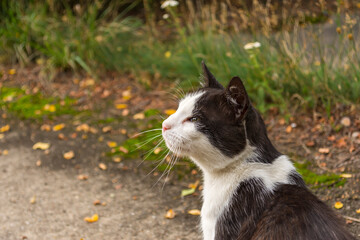 Portrait einer schwarz weiß wild lebenden Katze