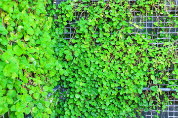 Natural mints or fresh green melissa officinalis  plants growing on old wall background